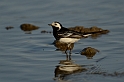 Pied wagtail
